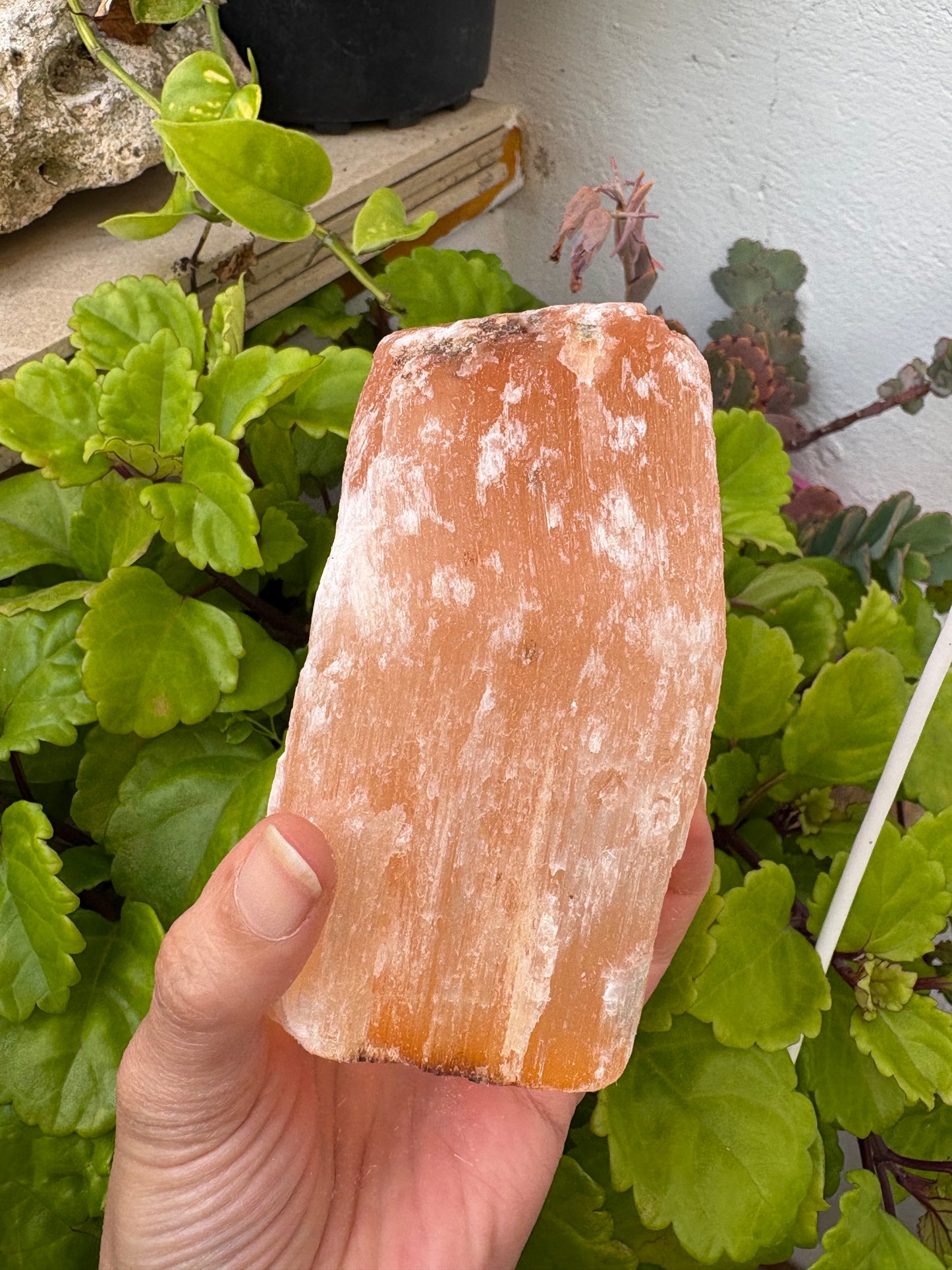 Selenita naranja.