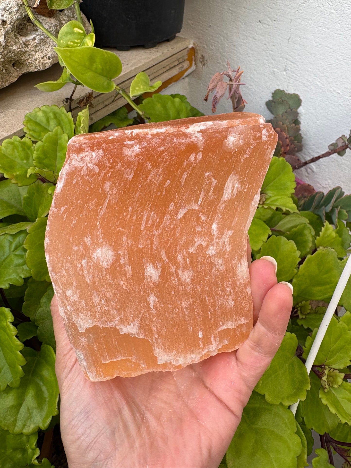 Selenita naranja.